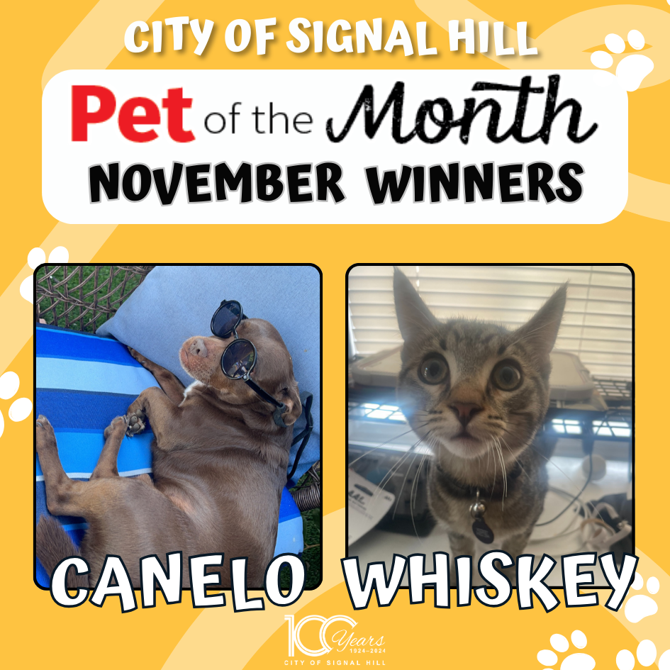 Pet of the Month - November