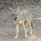 Image of a coyote outside